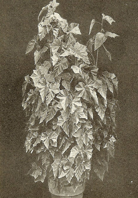 B. ‘Vedderi’